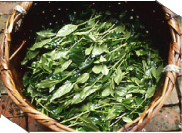 gyokuro hoja