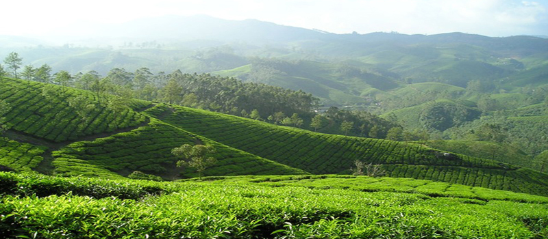 Té rojo, té verde, té blanco, té negro, té azul